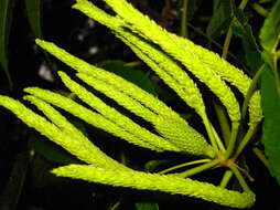 Image of Platycarya