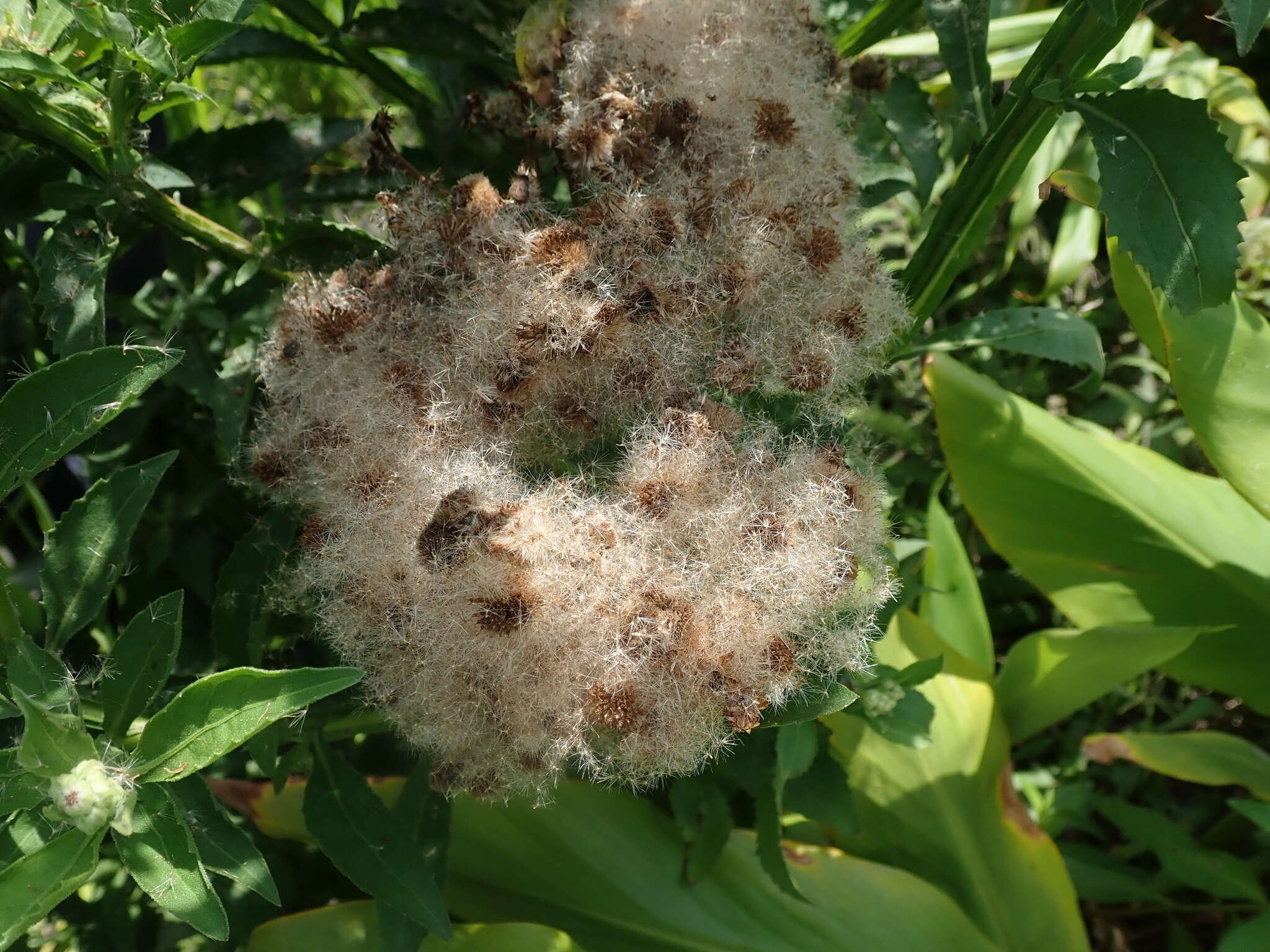 Image of Wing-Stem Camphorweed