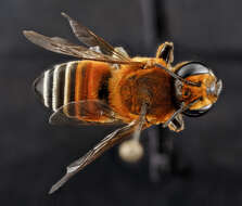 Image of Wooly Wall Bee