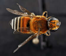 Megachile lanata (Fabricius 1775) resmi