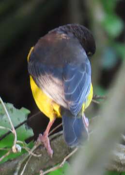 Image of Ploceus bicolor stictifrons (Fischer, GA & Reichenow 1885)