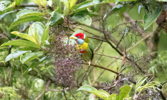 Image of Blue-moustached Barbet