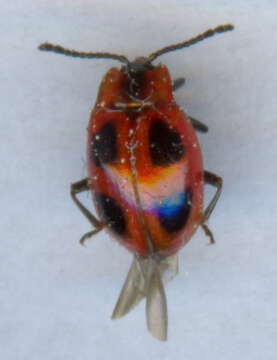 Image of False Ladybird