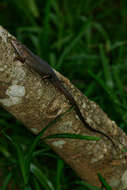 Image de Trachylepis boulengeri (Sternfeld 1911)