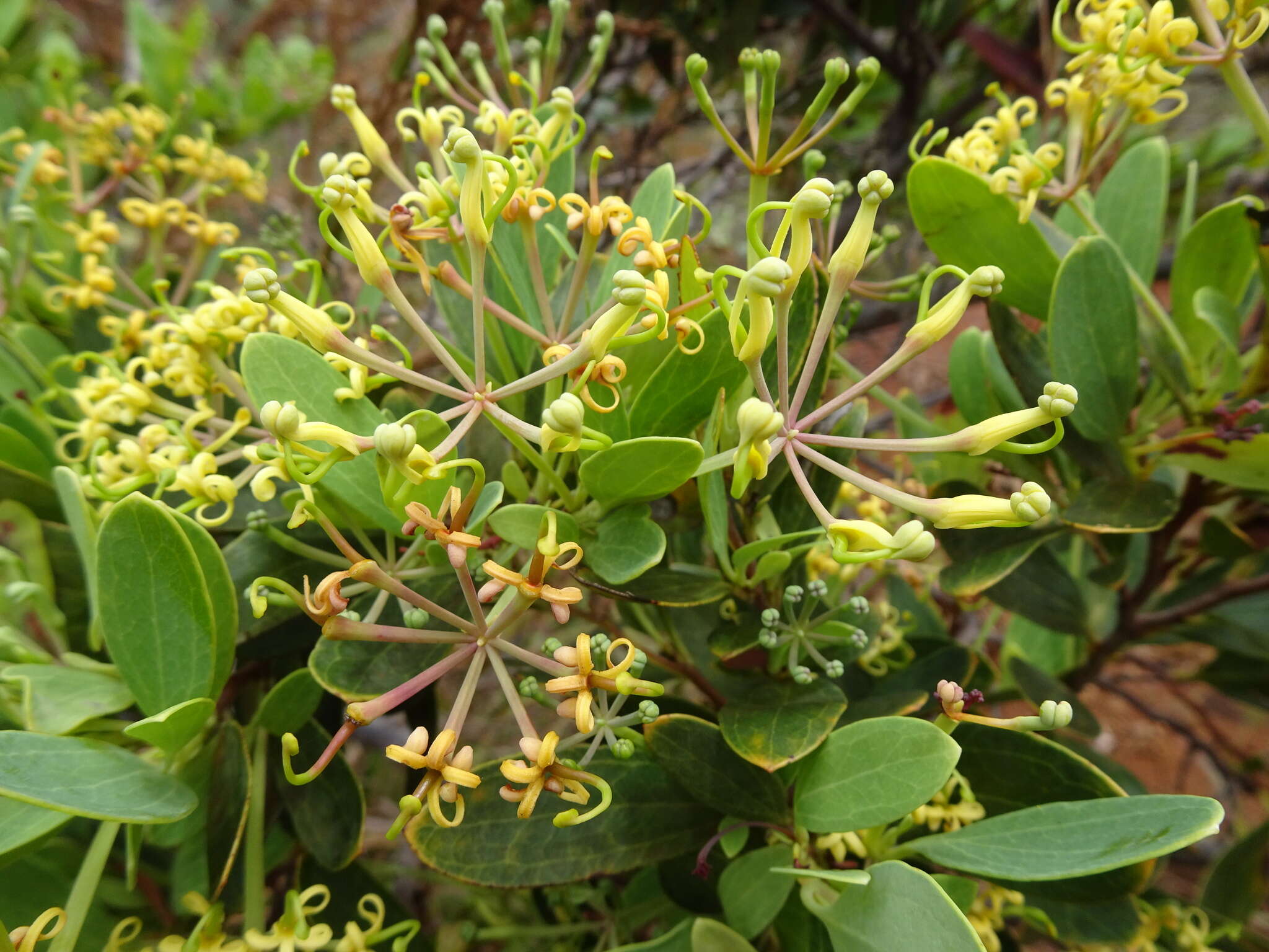 Image of Stenocarpus umbelliferus (J. R. & G. Forst.) Druce