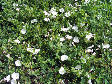 Image of Field Bindweed