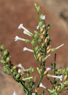 Plancia ëd Nicotiana attenuata Torr. ex S. Wats.