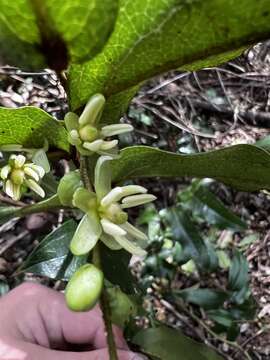 Sivun Ripogonum elseyanum F. Muell. kuva