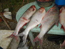 Image of silver carp