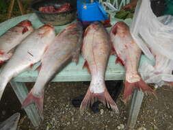 Image of silver carp