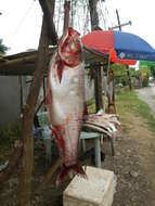 Image of silver carp