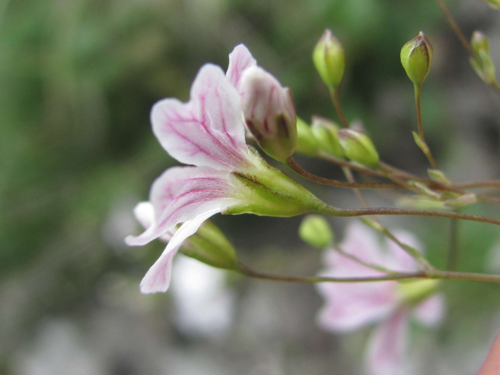 Image de Gypsophila tenuifolia M. Bieb.