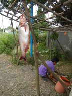 Image of silver carp