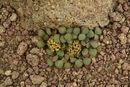 Image of Azorella coriacea (Lag.) Kuntze