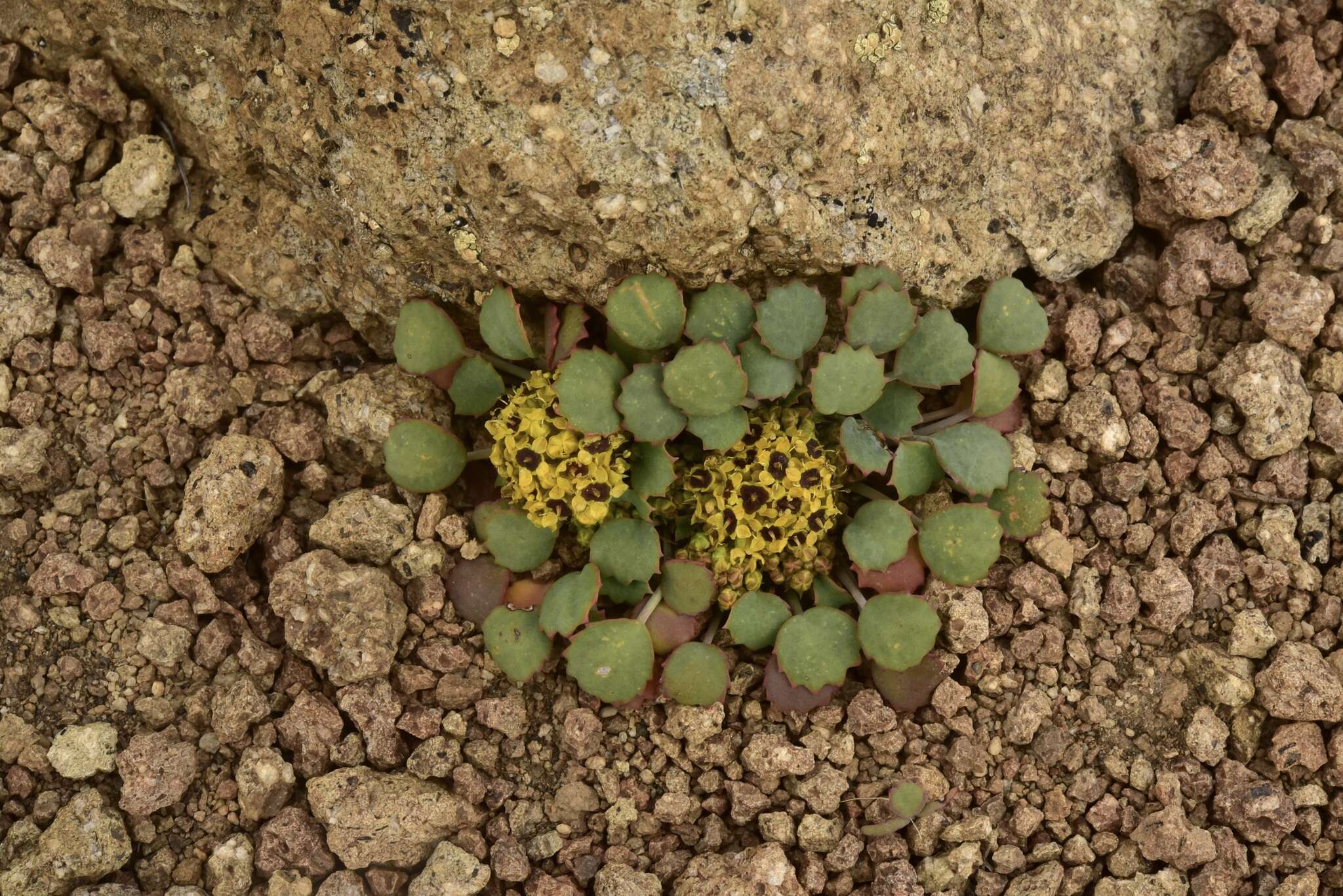 Image of Azorella coriacea (Lag.) Kuntze