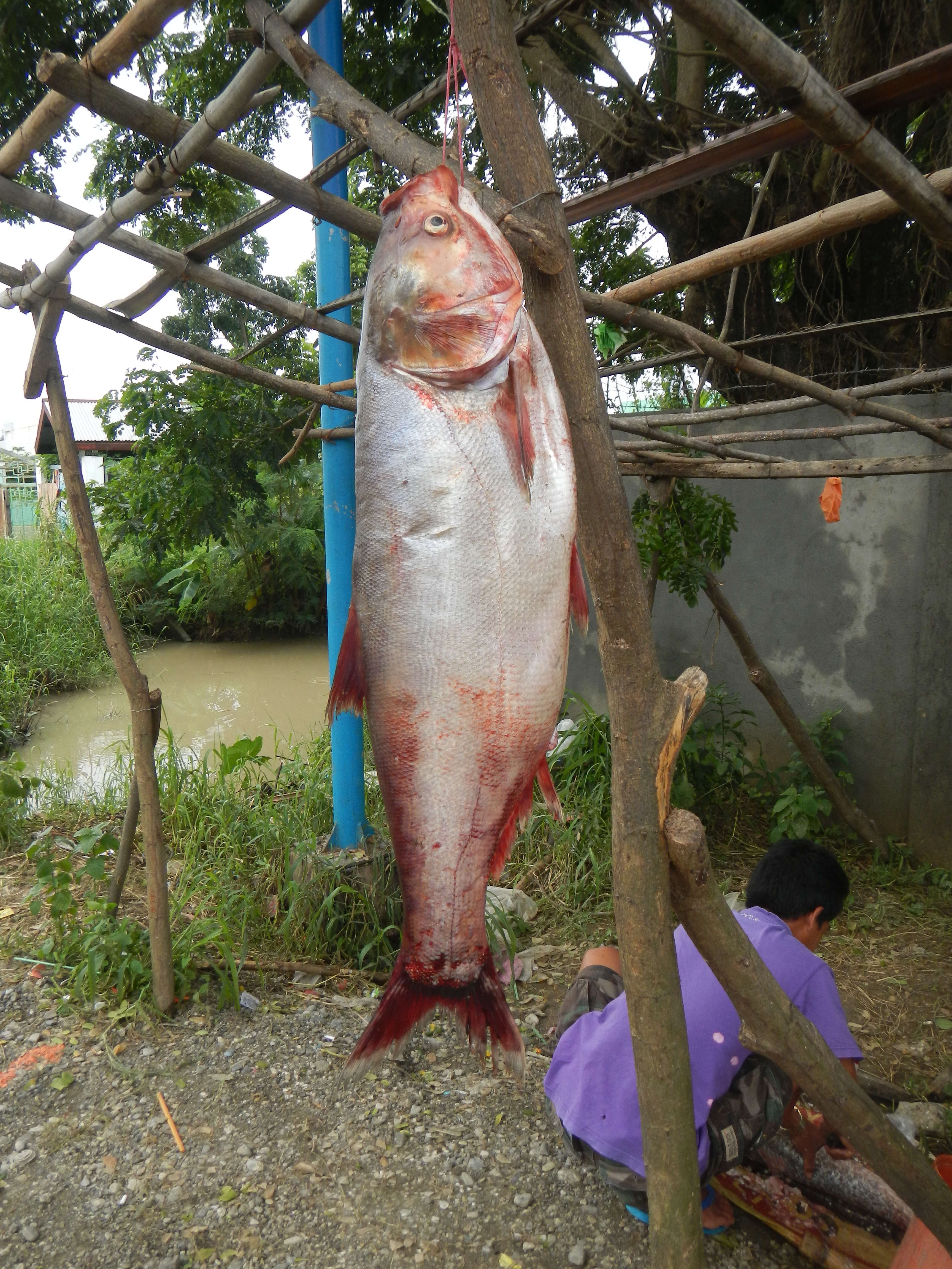 Image of silver carp