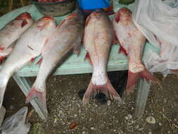 Image of silver carp