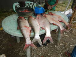 Image of silver carp