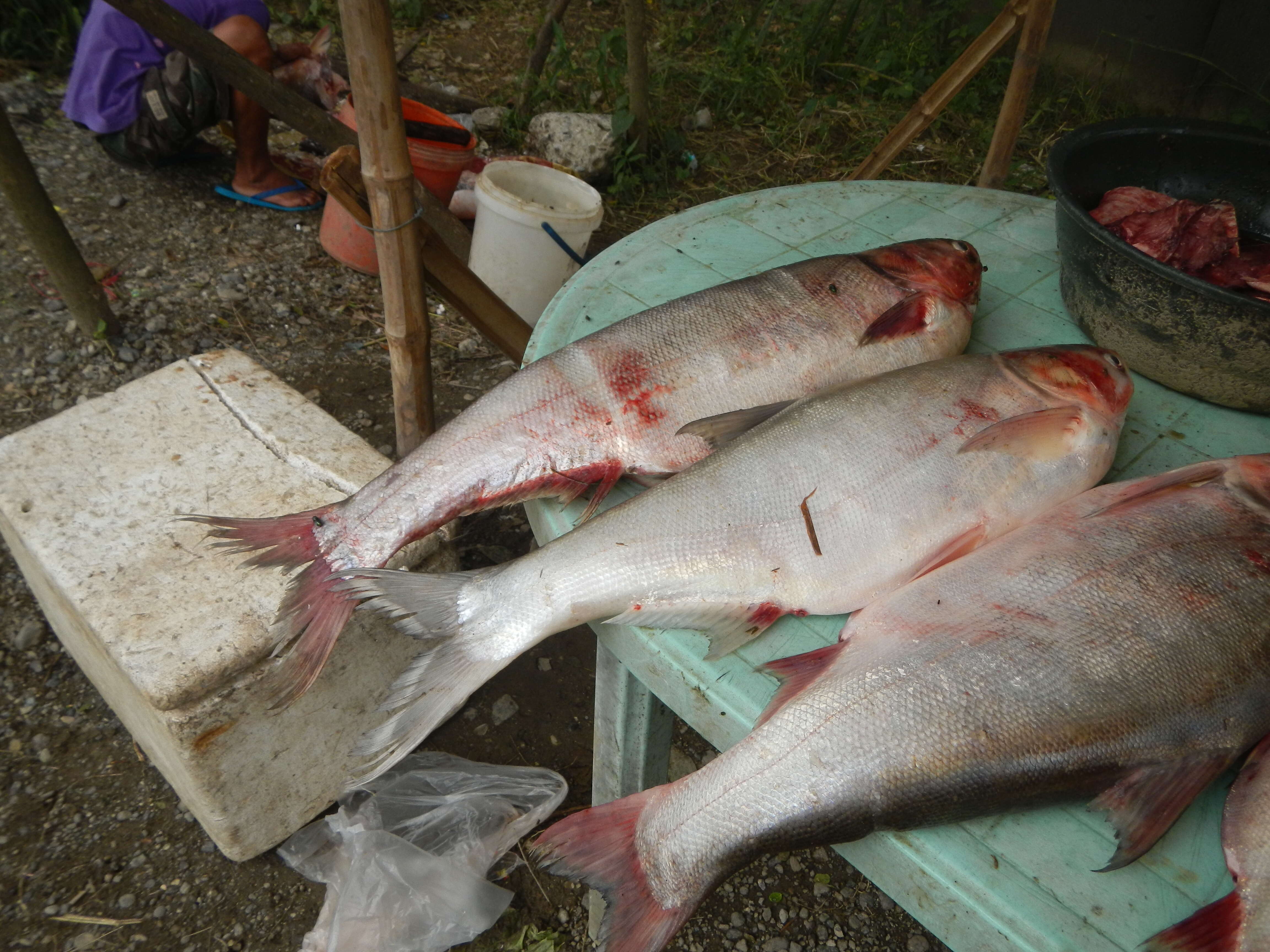 Image of silver carp