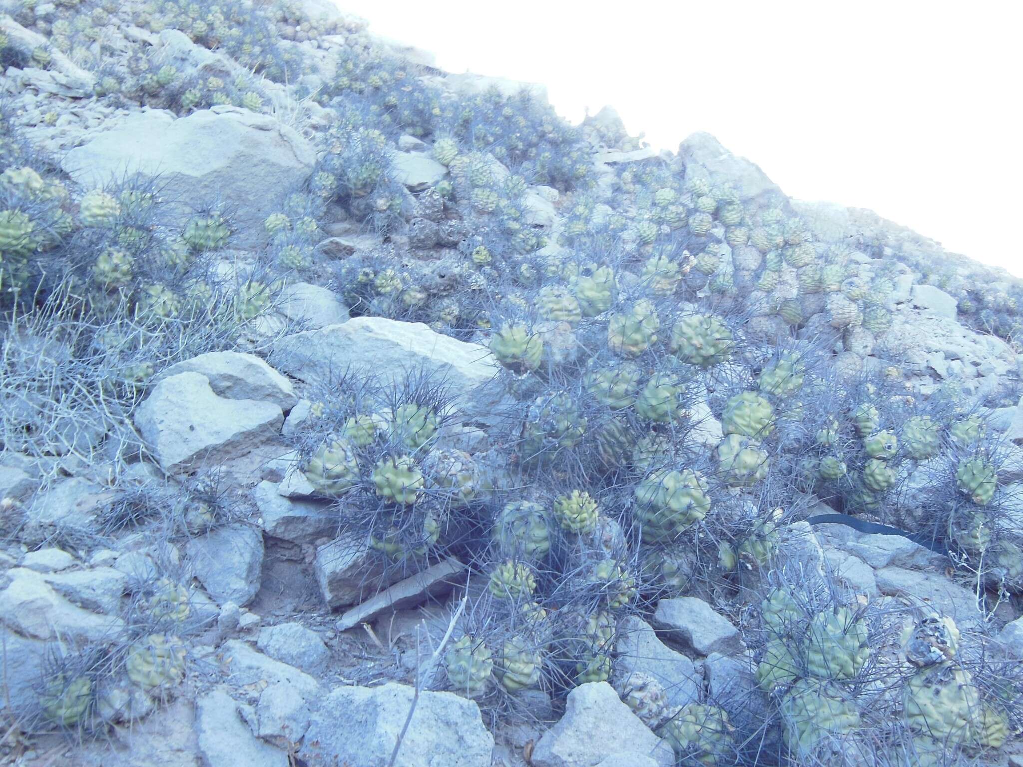 Image of Tephrocactus aoracanthus (Lem.) Lem.