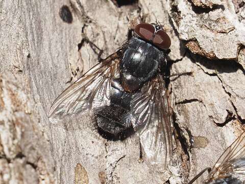 Sivun Muscina pascuorum (Meigen 1826) kuva