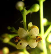 Image of Olea woodiana Knobl.