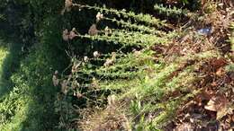 Слика од Achillea ligustica All.