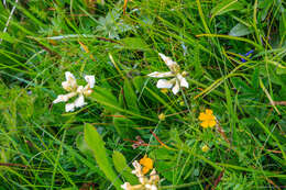 Слика од Oxytropis campestris (L.) DC.