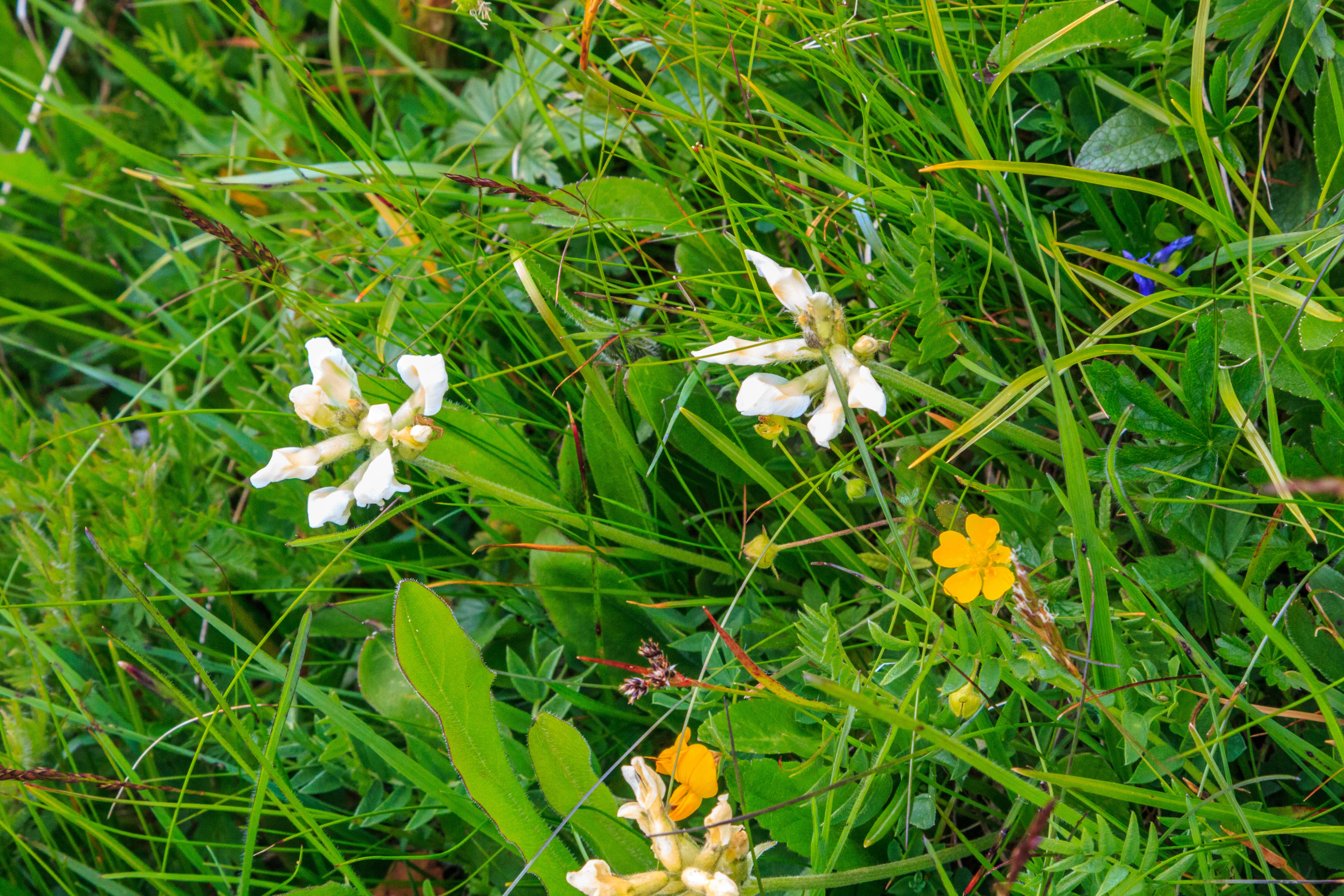 Слика од Oxytropis campestris (L.) DC.