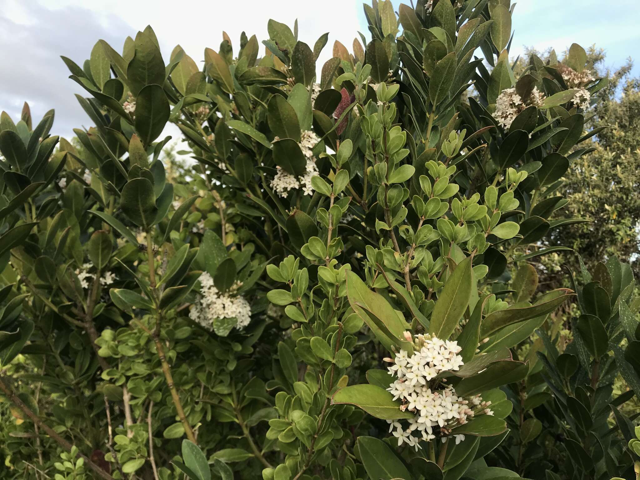 Image of Bushman's poison