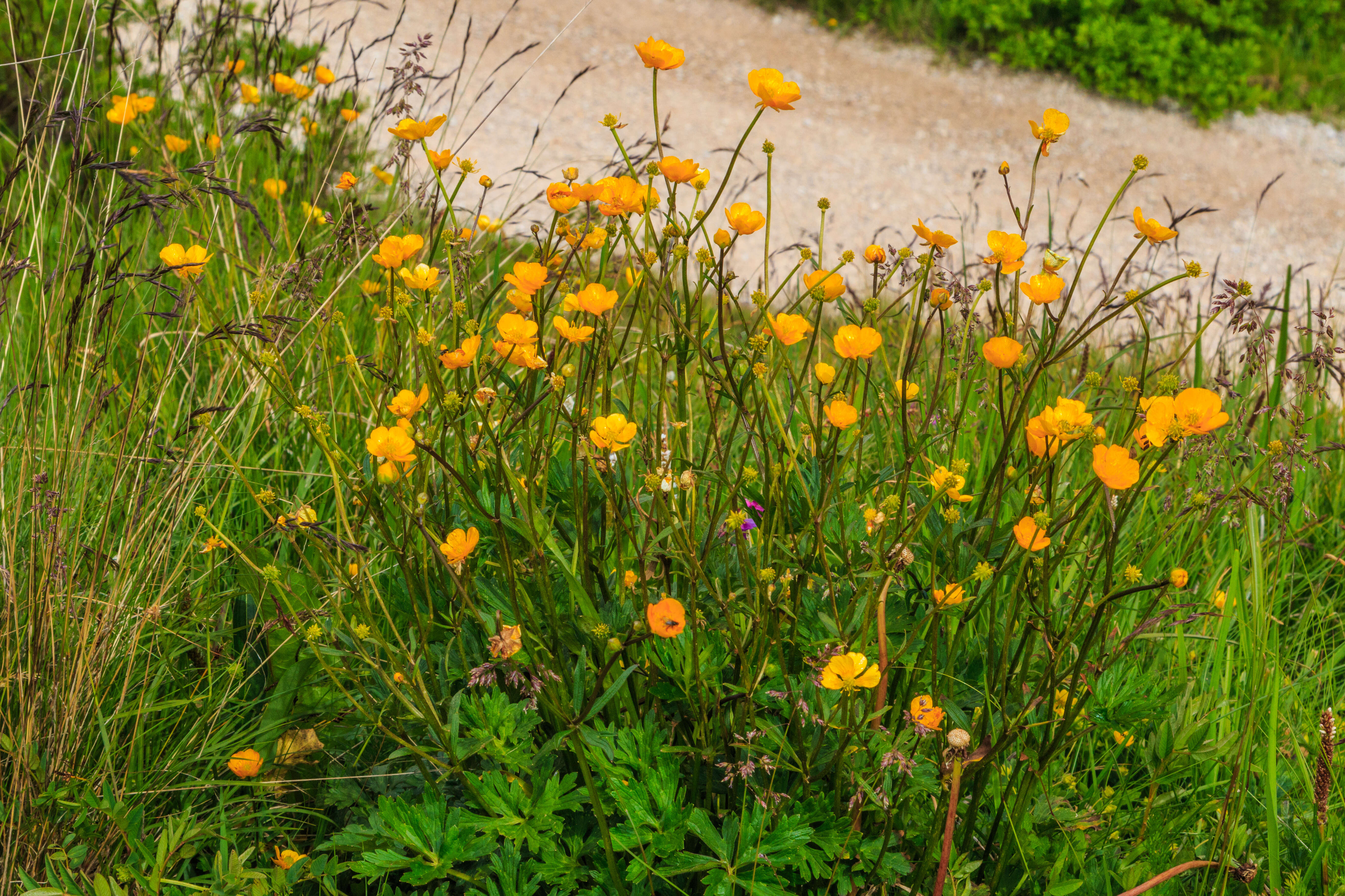 Imagem de Ranunculus acris L.