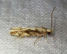 Image of Coleotechnites Flower Moth