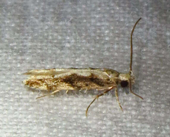 Image of Coleotechnites Flower Moth