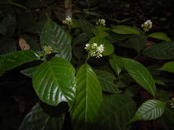 Palicourea acuminata (Benth.) Borhidi resmi