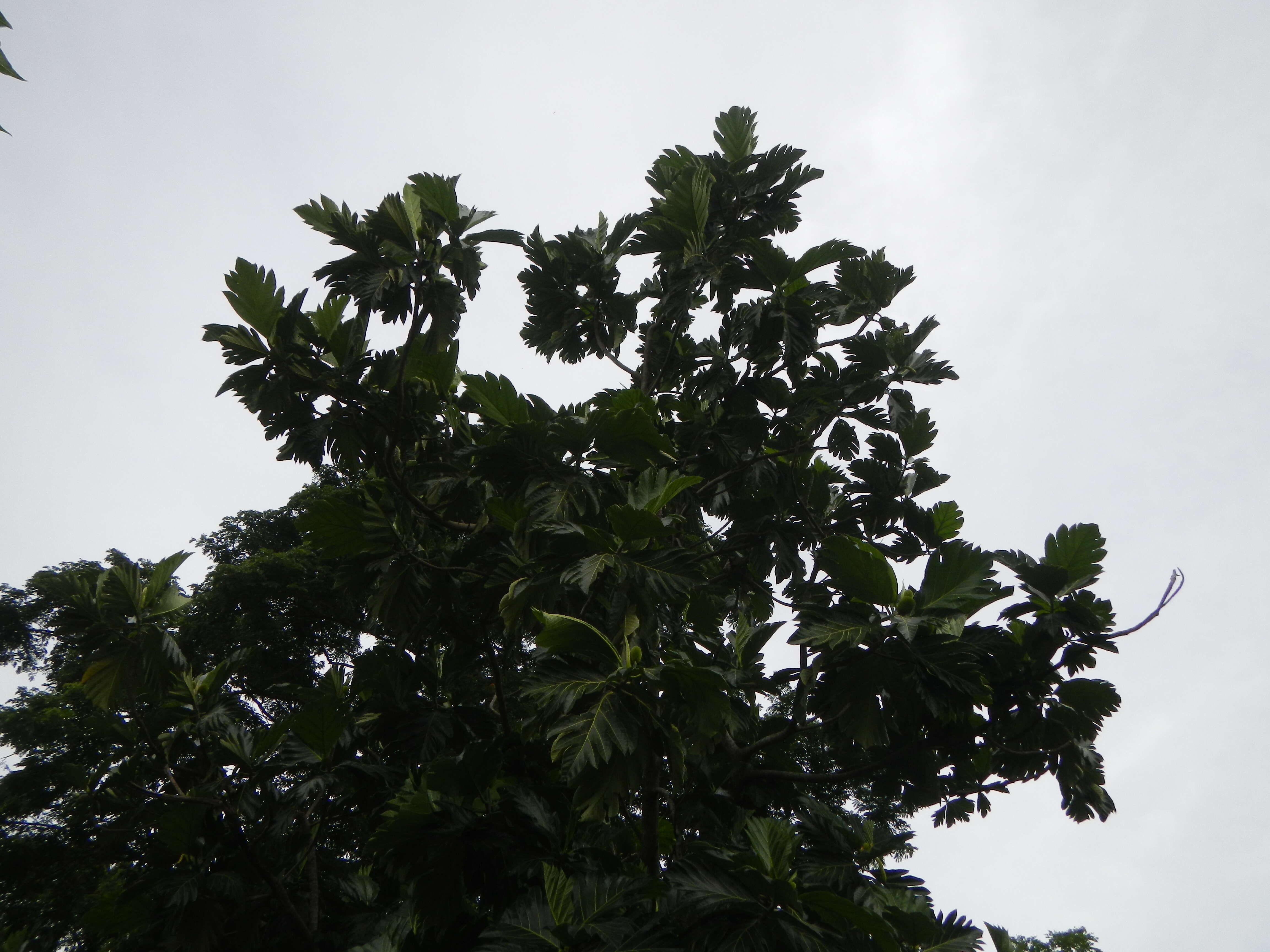 Image de Arbre à pain