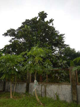 Image de Arbre à pain