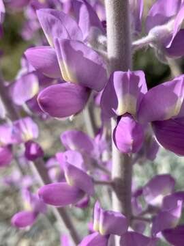 Image of Panamint Mountain lupine