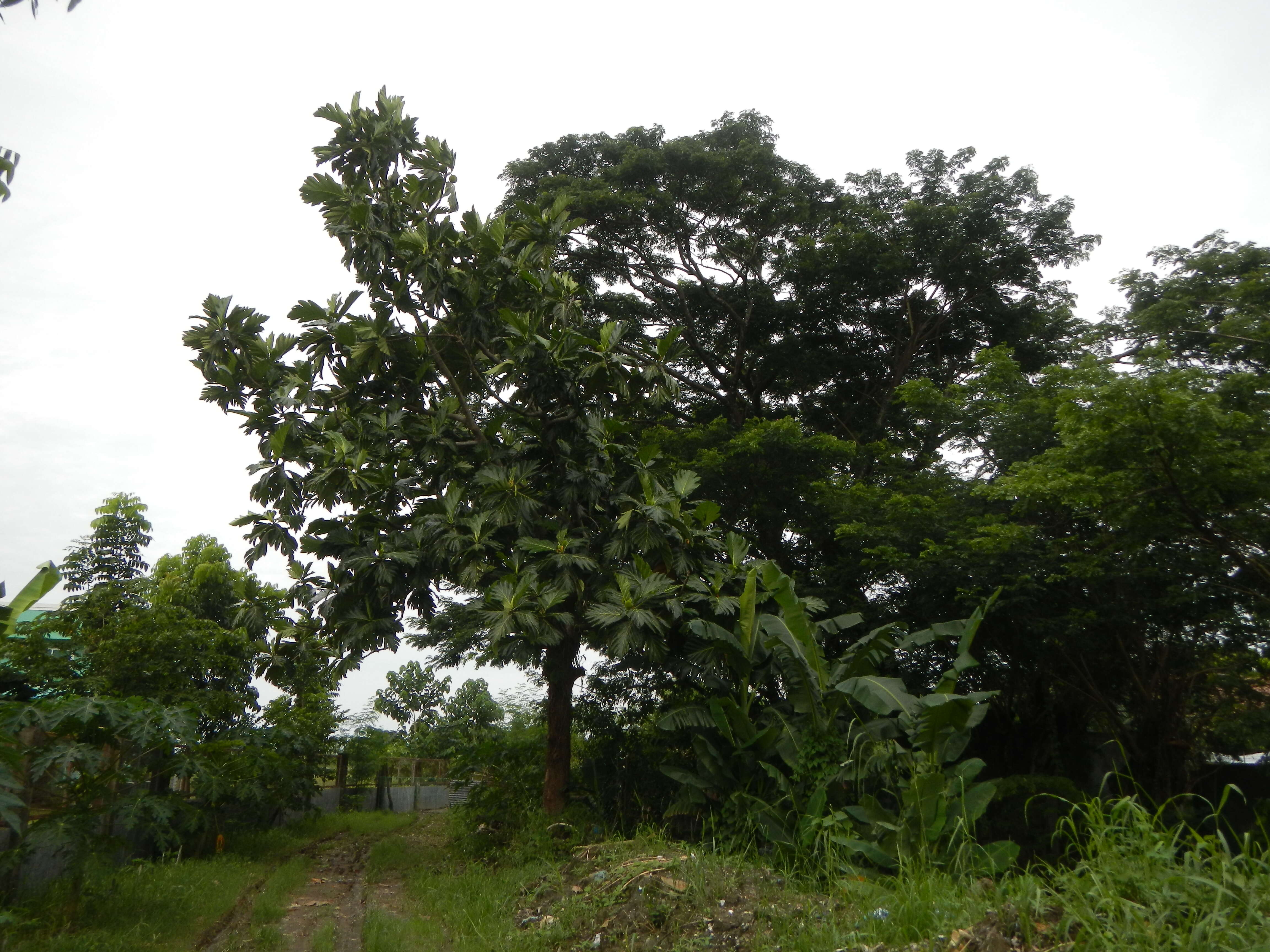 Image of Breadfruit Tree