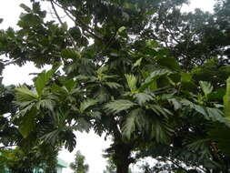 Image of Breadfruit Tree