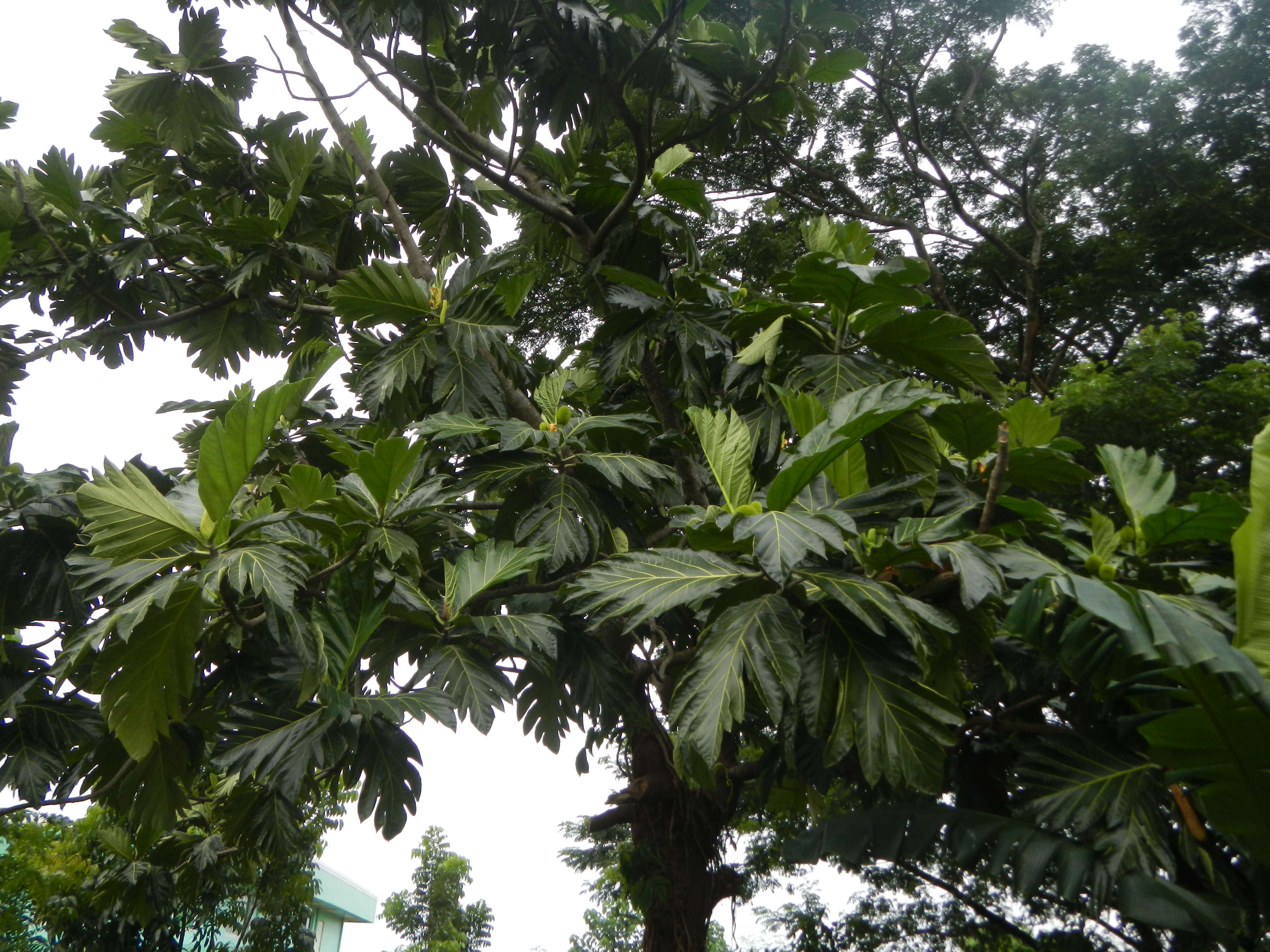 Image of Breadfruit Tree