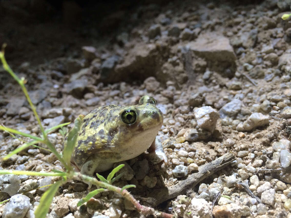 Image of Couch's Spadefoot