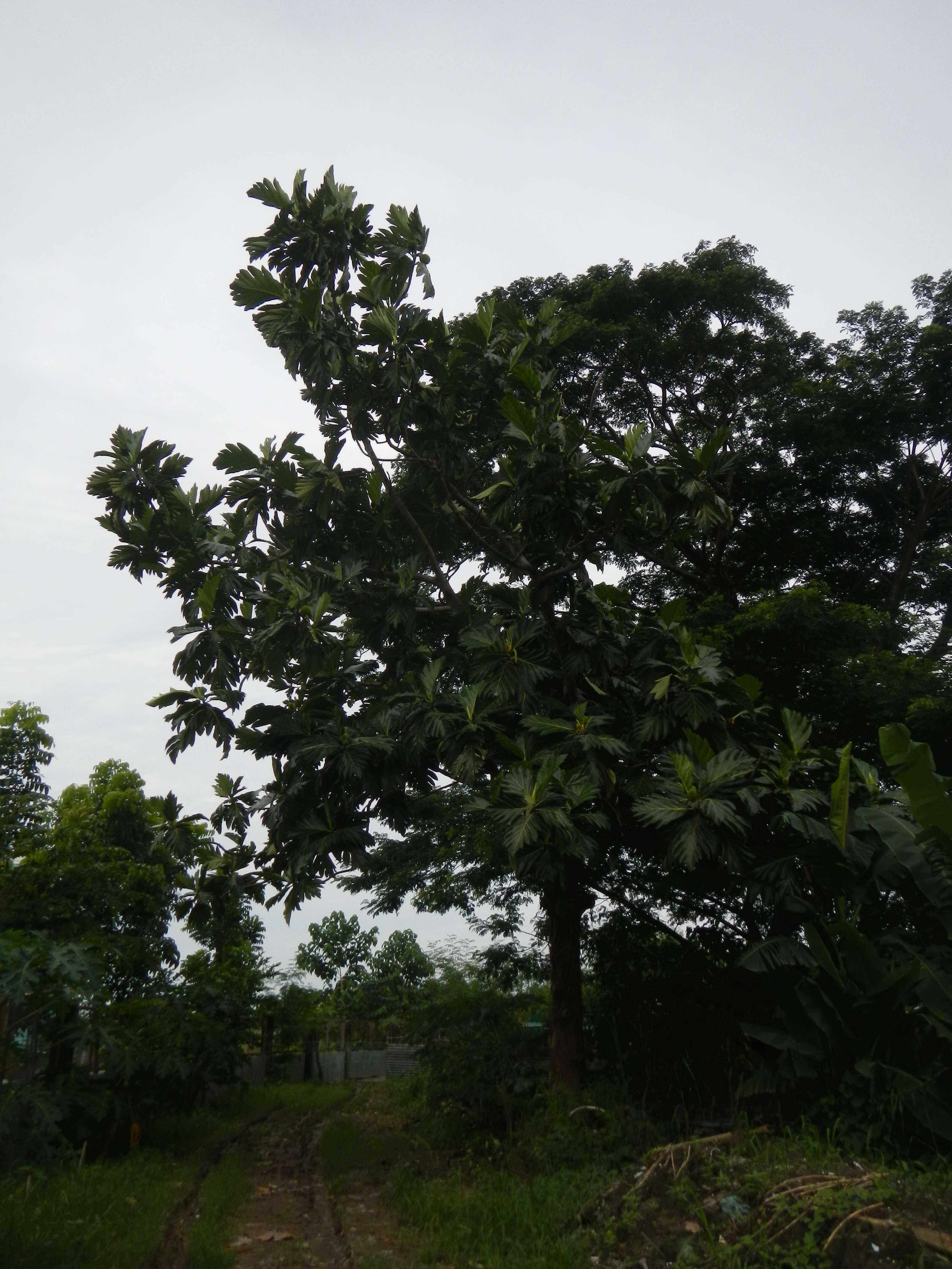 Image of Breadfruit Tree