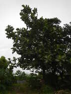 Image of Breadfruit Tree