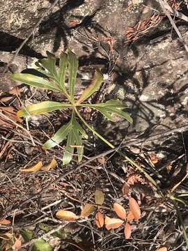 Image of Thaumatophyllum adamantinum (Schott) Sakur., Calazans & Mayo