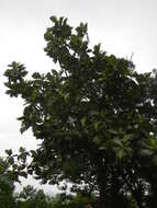 Image of Breadfruit Tree