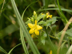 Plancia ëd Lysimachia grammica Hance