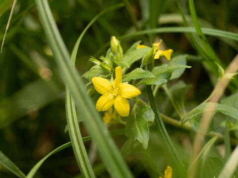 Image of Lysimachia grammica Hance