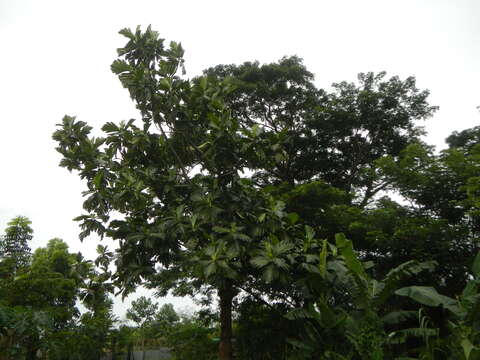 Image of Breadfruit Tree