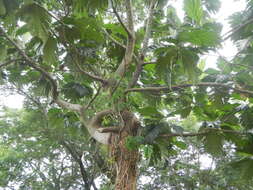 Image of Breadfruit Tree