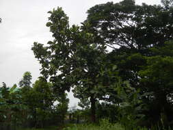 Image de Arbre à pain